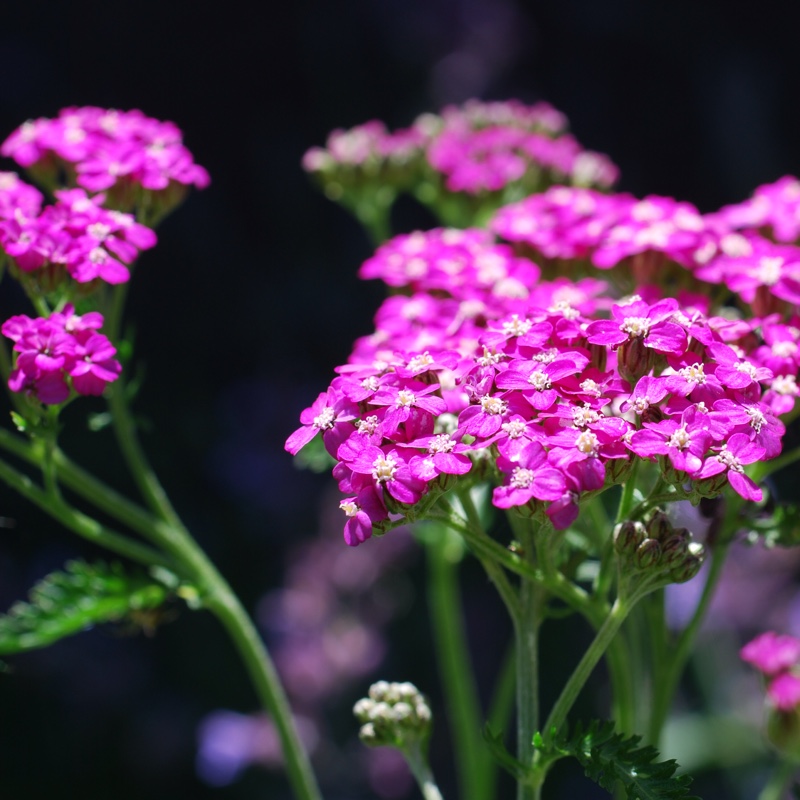 Plant image Achillea Millefolium 'Cerise Queen' syn. Achillea Millefolium 'Cherry Queen'