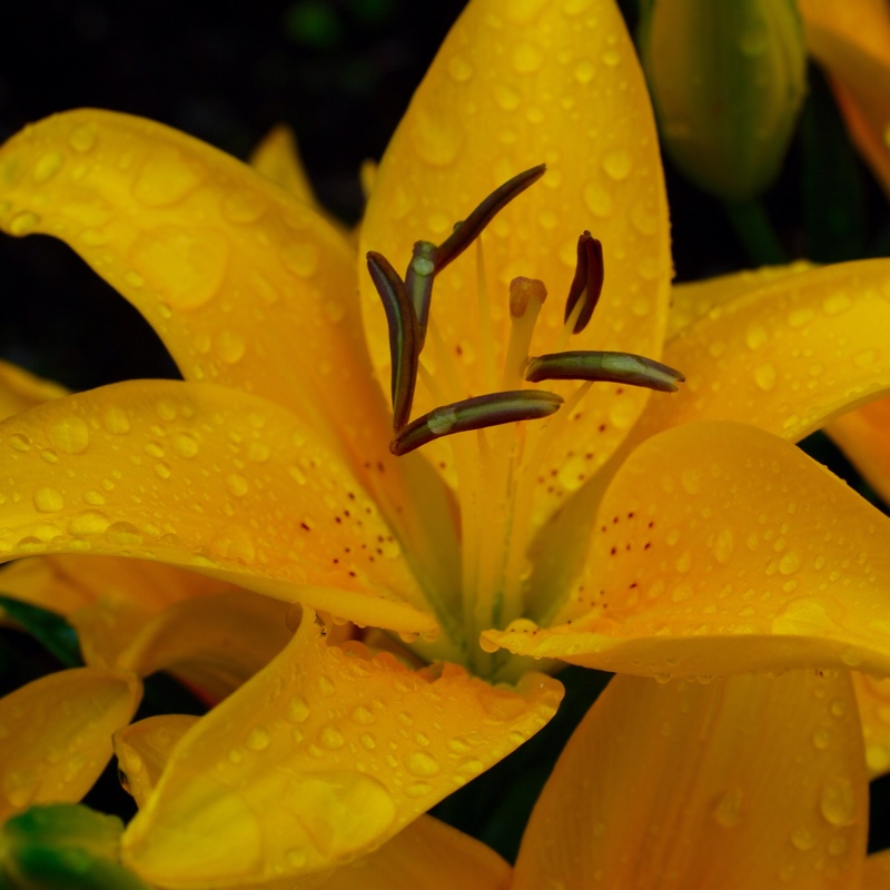 Plant image Lilium 'Classic Joy'