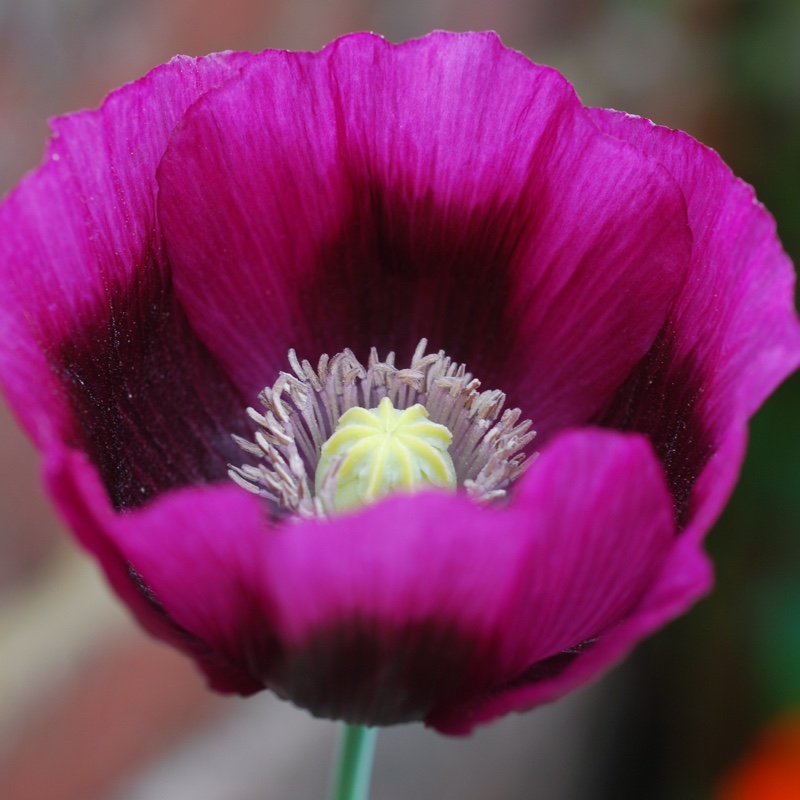 Papaver