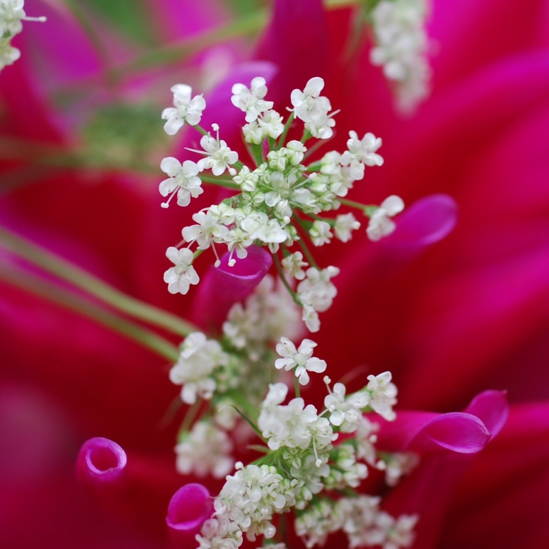 Plant image Ammi visnaga