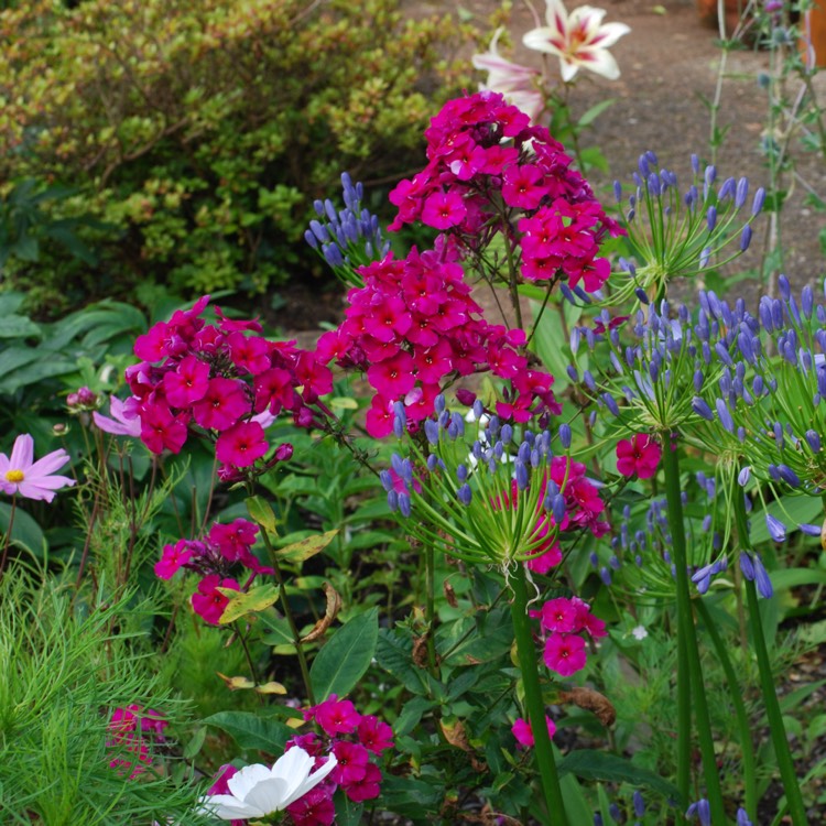 Plant image Phlox paniculata 'Kirchenfurst'