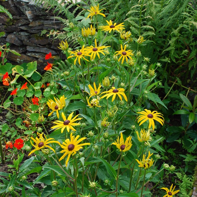 plant image 197749 plant image 197749