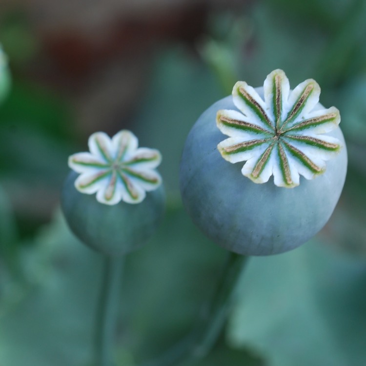 plant image 207072