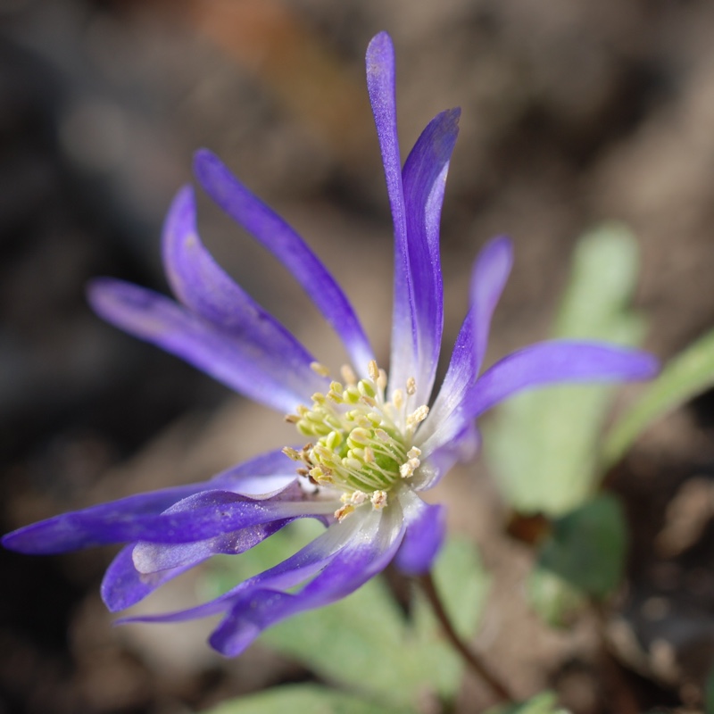 plant image 22782