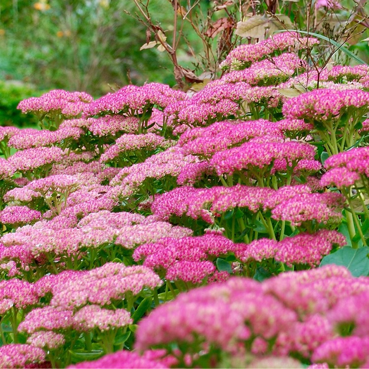 plant image 234835