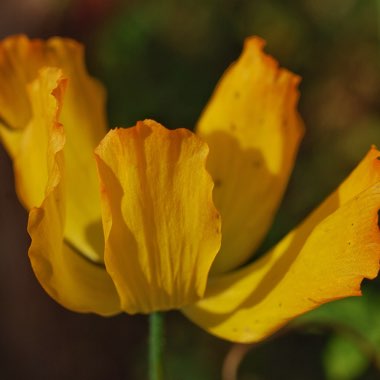 Meconopsis cambrica