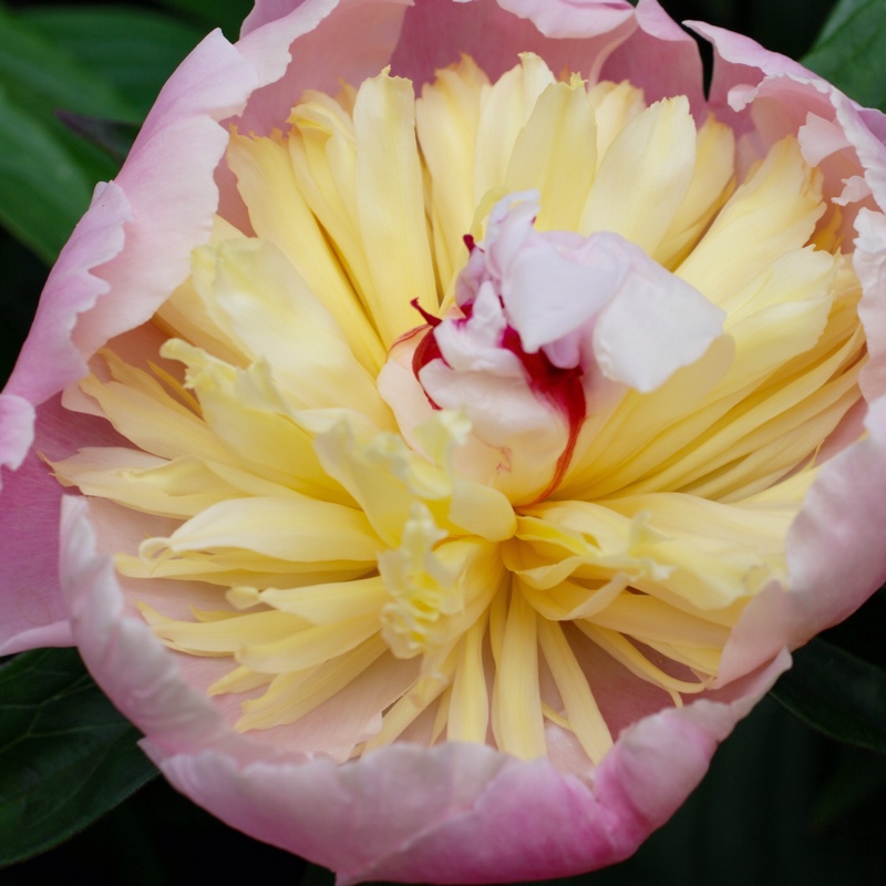 plant image 30447
