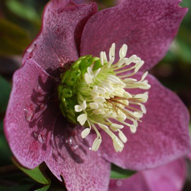 Helleborus