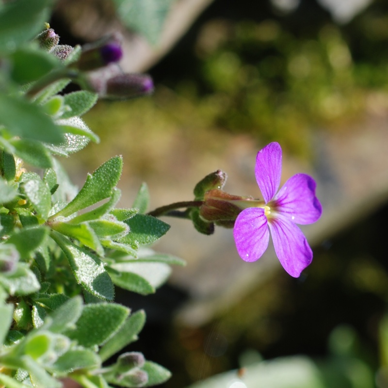 Aubrieta