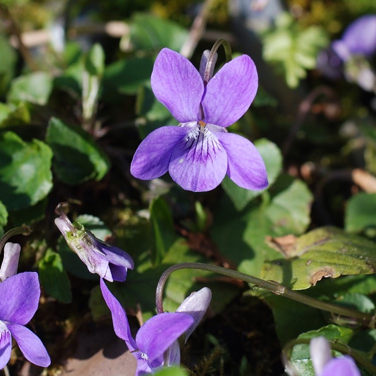 Plant image Viola odorata 'Konigin Charlotte'