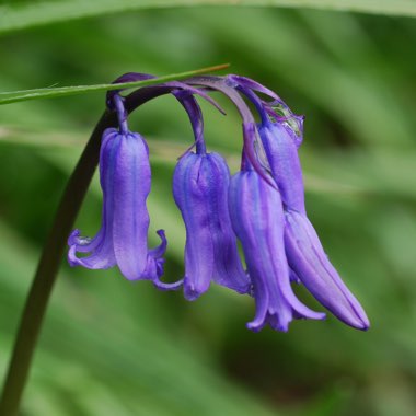 Hyacinthoides non-scripta