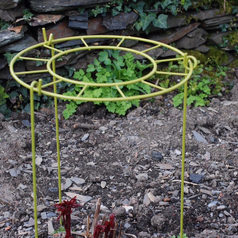 plant image 38109