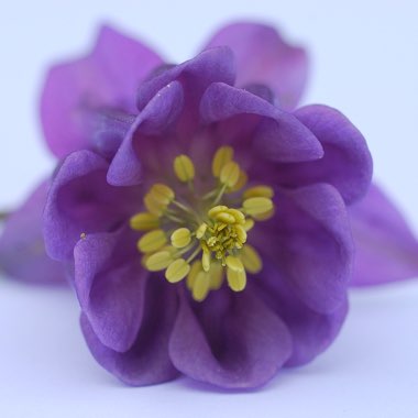 Aquilegia