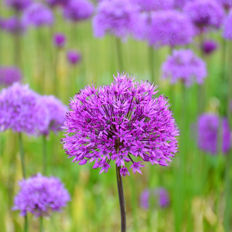 plant image 402010 plant image 402010