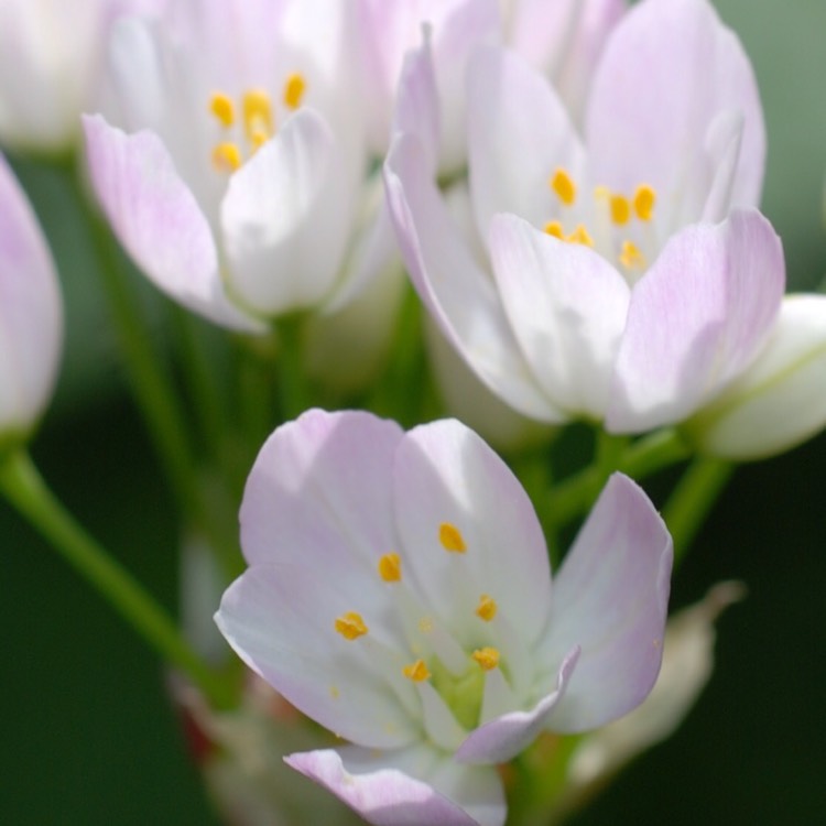 Plant image Allium roseum