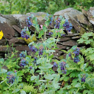 Cerinthe major 'Purpurescens'