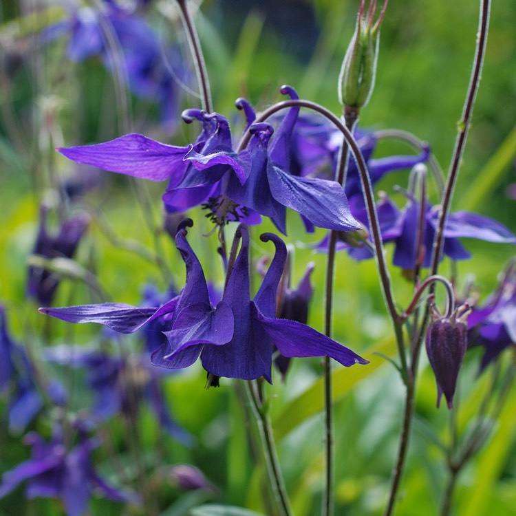 plant image 412418 plant image 412418