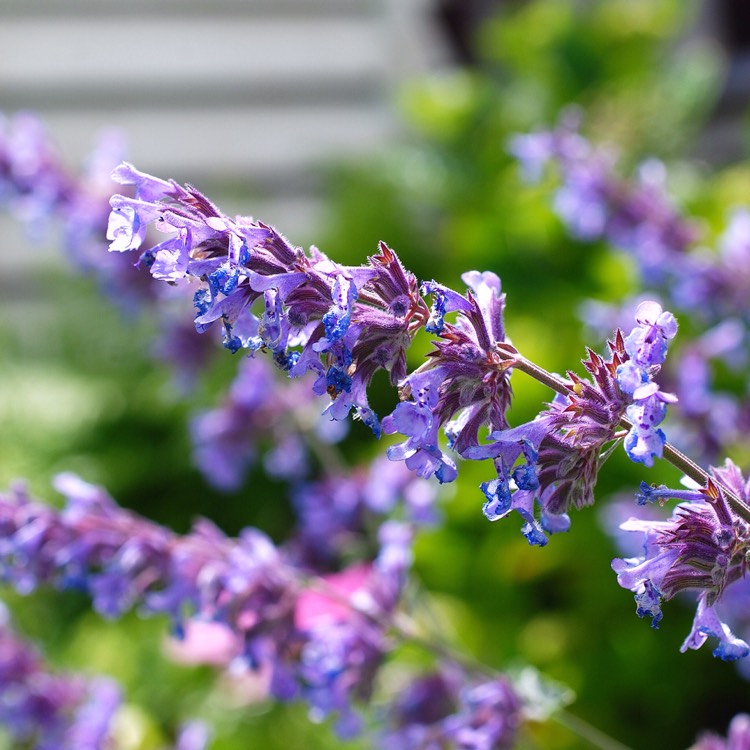 Plant image Nepeta 'Six Hills Giant'