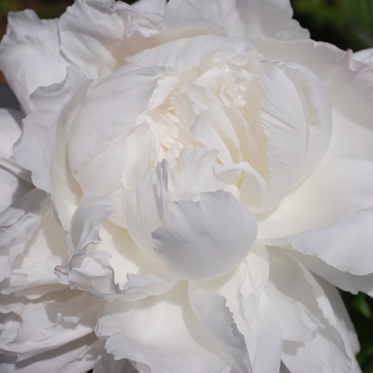 Plant image Paeonia lactiflora 'Bowl of Beauty'