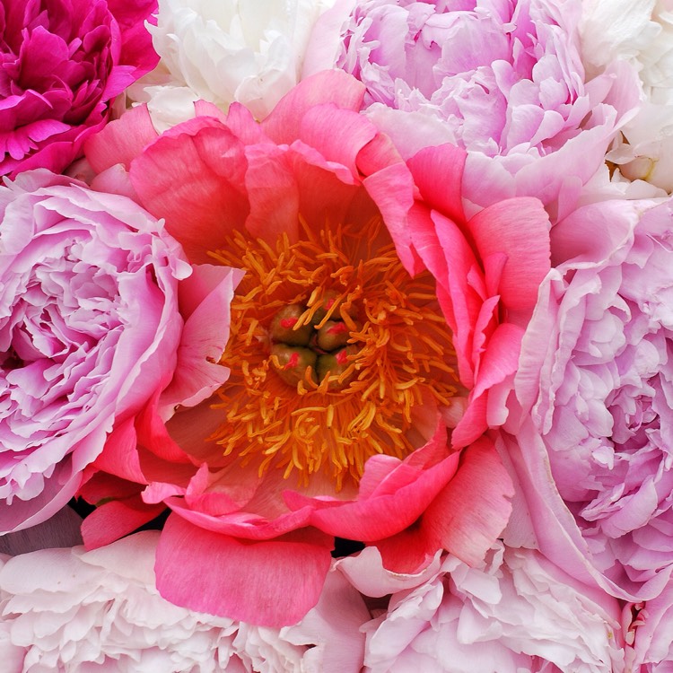 plant image 451450
