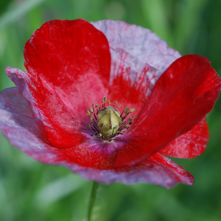 Plant image Papaver