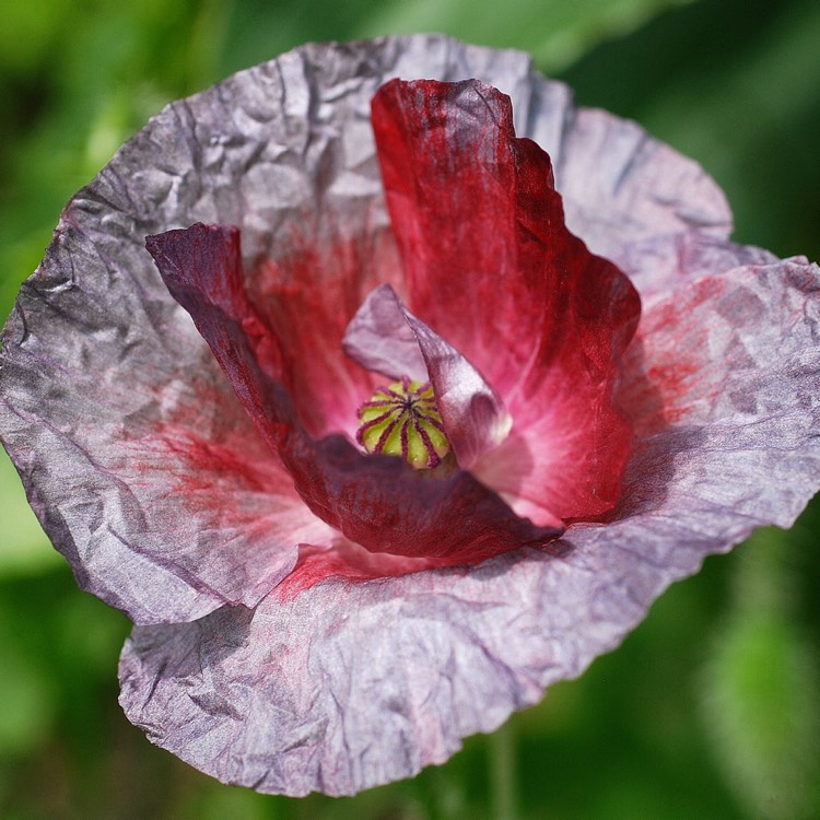 plant image 456808