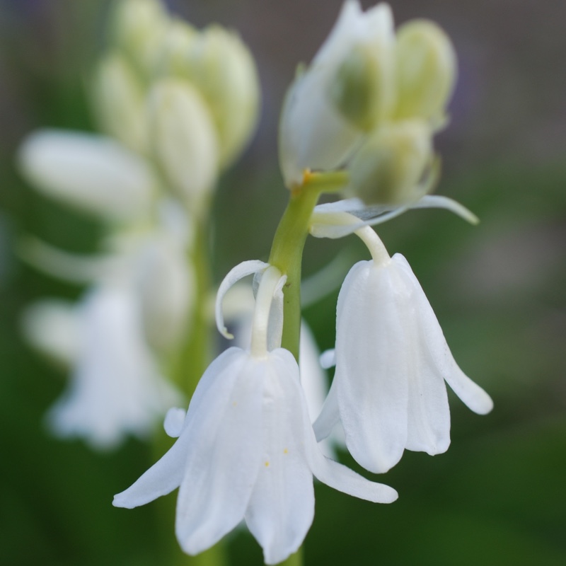 plant image 46797