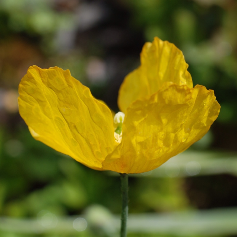 Meconopsis cambrica