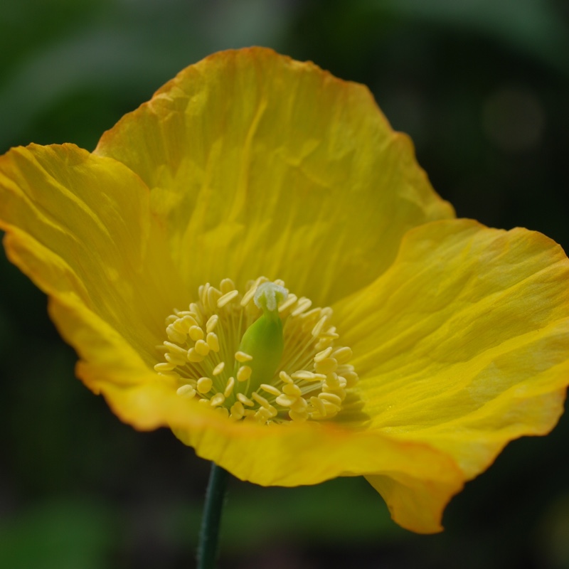 plant image 64684 plant image 64684