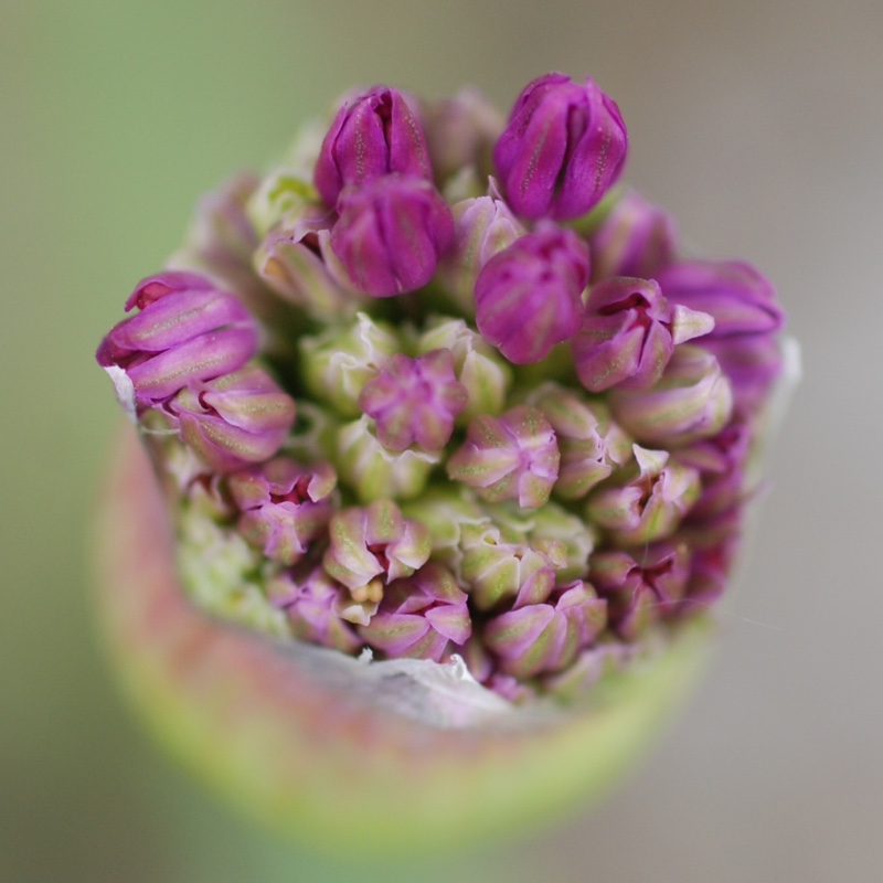 plant image 66685 plant image 66685