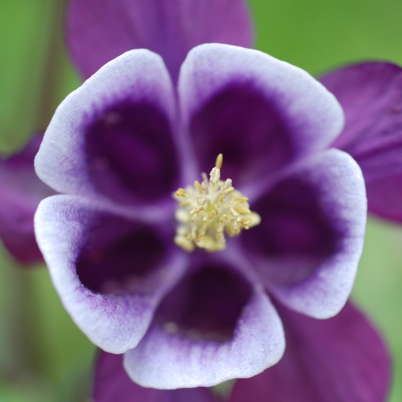 plant image 66689 plant image 66689