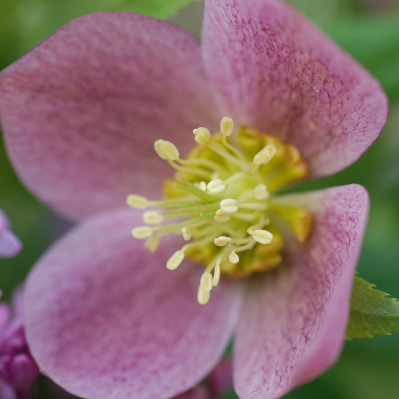 plant image 66933 plant image 66933