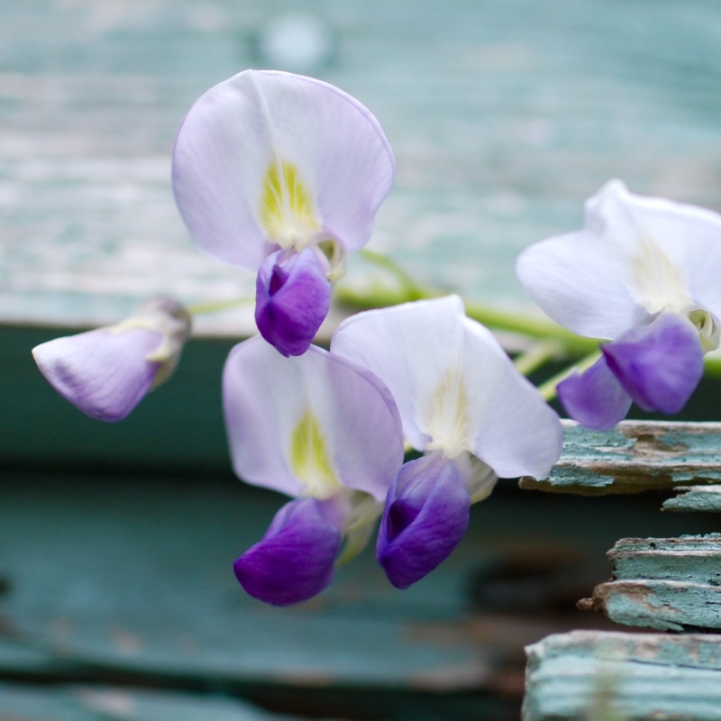 plant image 67296