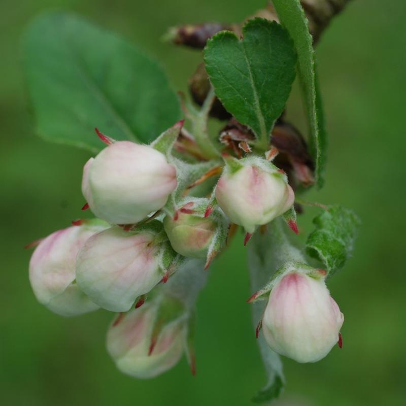 Plant image Malus domestica 'Cox's Orange Pippin'