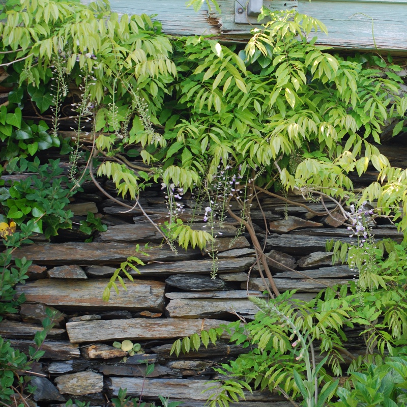 plant image 76525