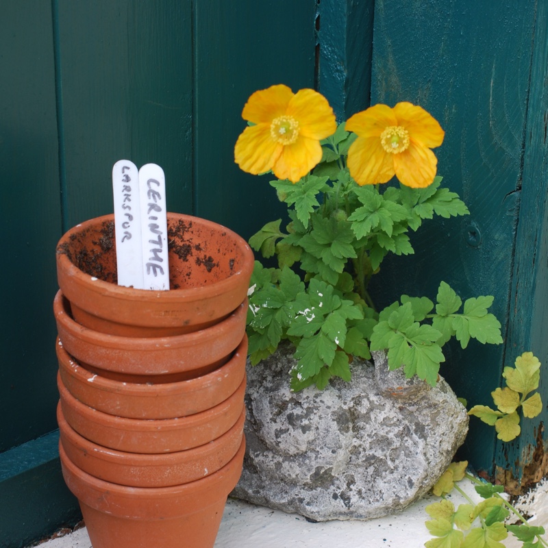 plant image 77066 plant image 77066