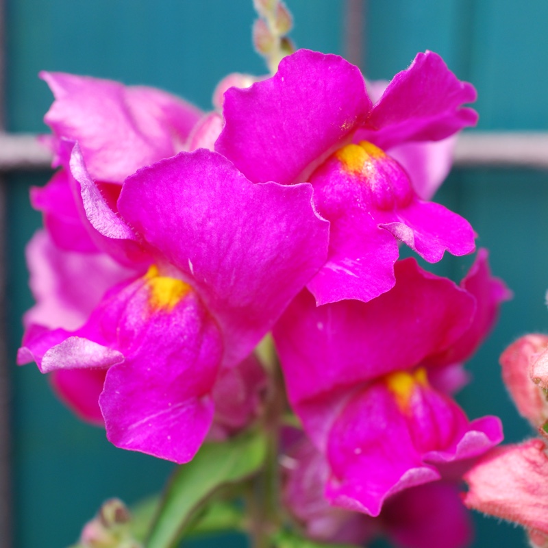 plant image 77073