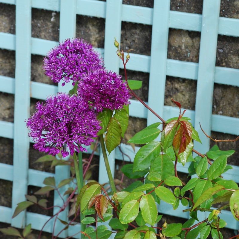 plant image 80539 plant image 80539