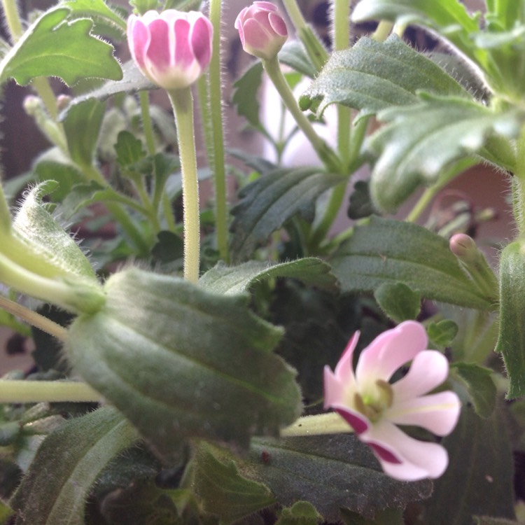 plant image 351351