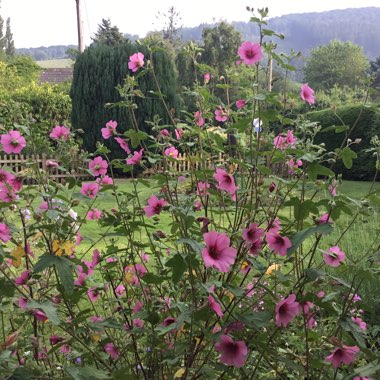 Diane's garden