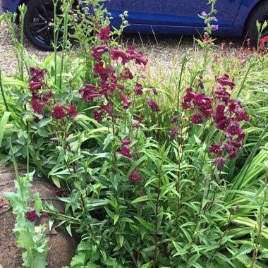 Diane's garden