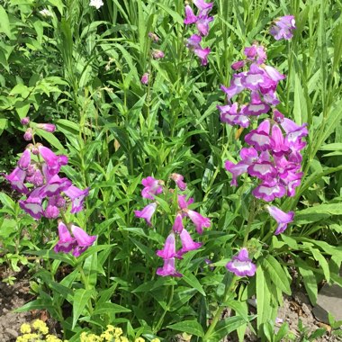 Diane's garden