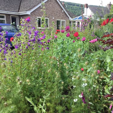 Diane's garden