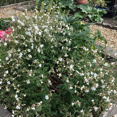 Mexican Orange Blossom