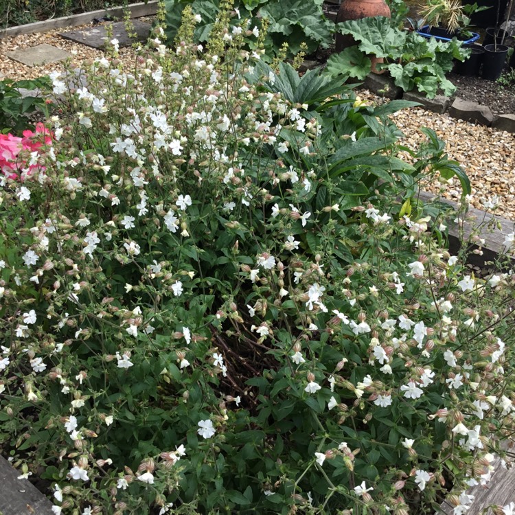plant image 469790