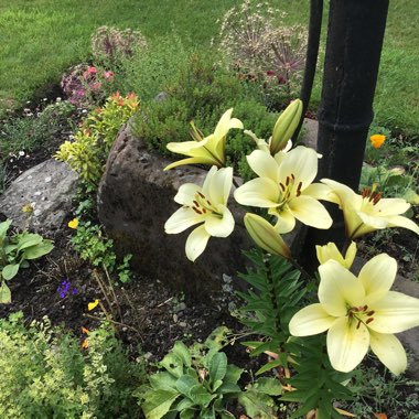 Diane's garden