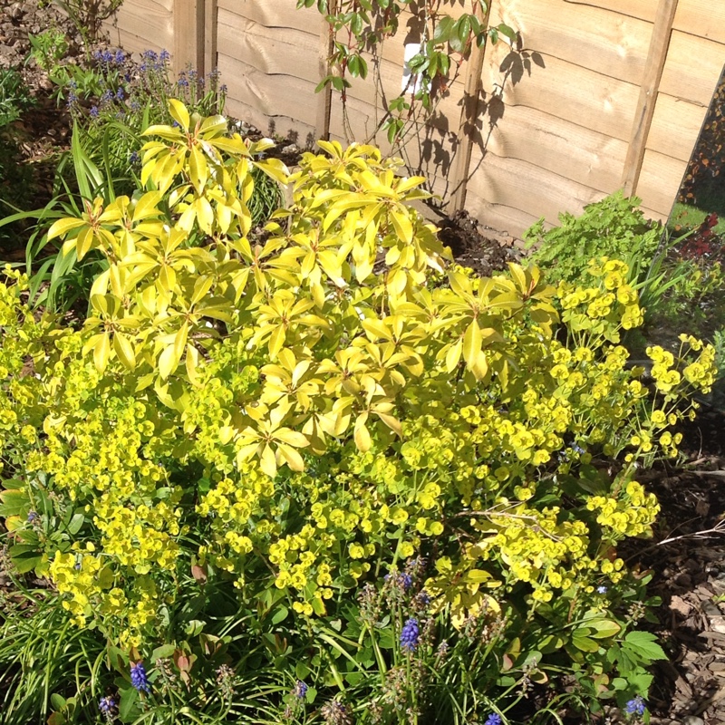 plant image 59312