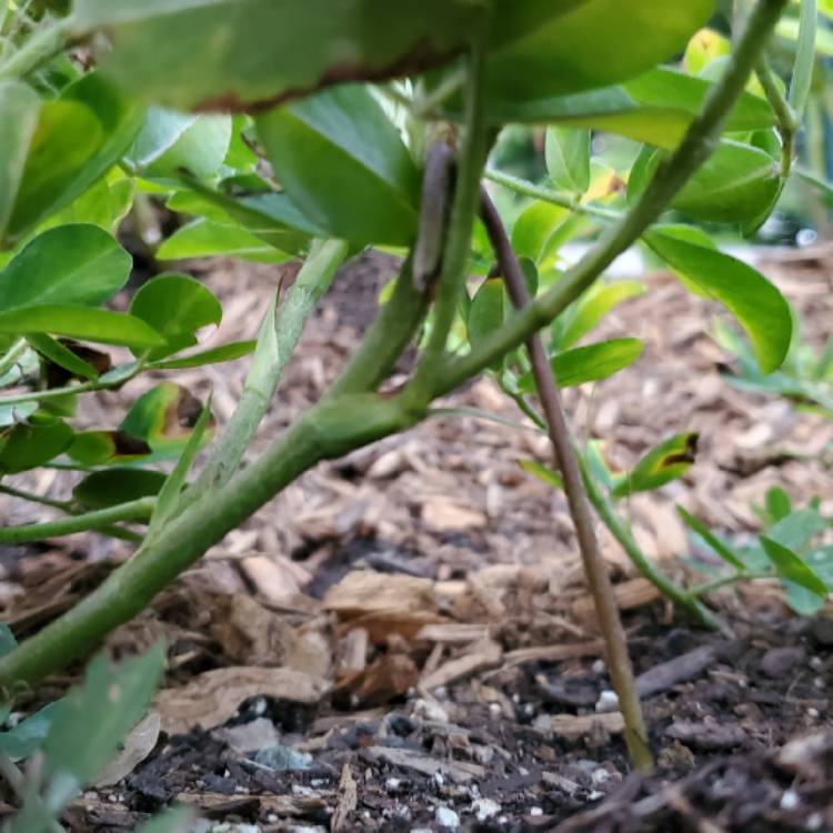plant image 1390119