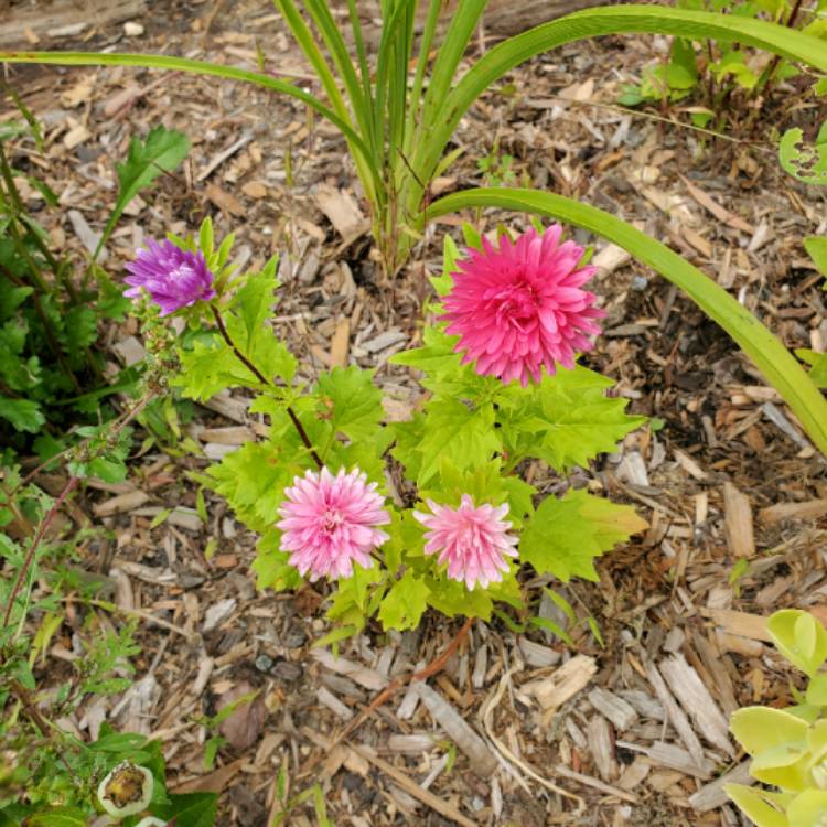Plant image Callistephus Chinensis
