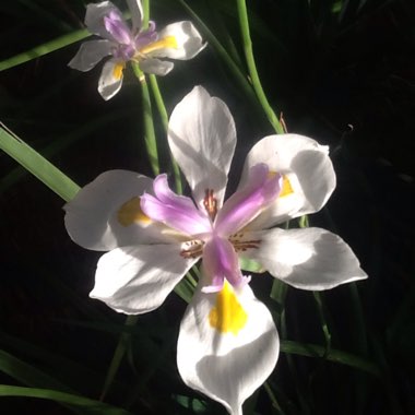 Dietes grandifolia syn. Dietes grandiflora 'Reen Lelie'